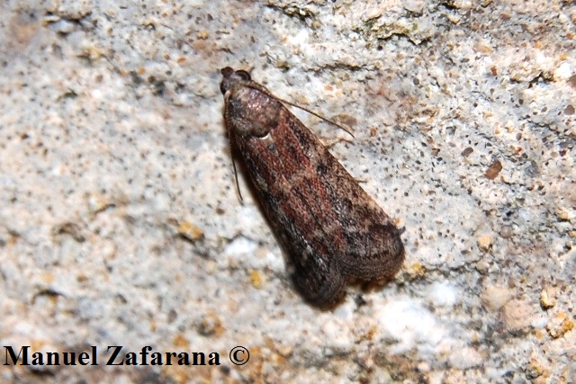 Altro Pyralidae